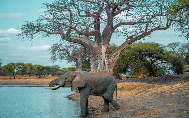 Tarangire National Park